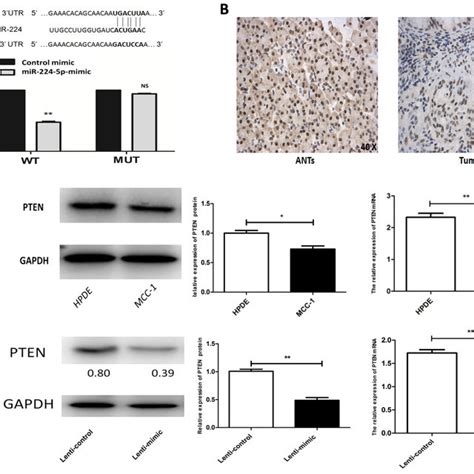 Pten Is The Target Gene Of Mir P A Luciferase Report On