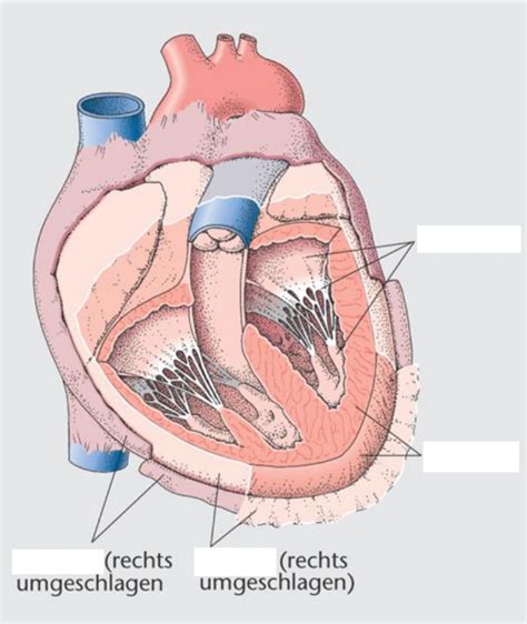 Anatomie Herzwand Herzbeutel Diagram Quizlet