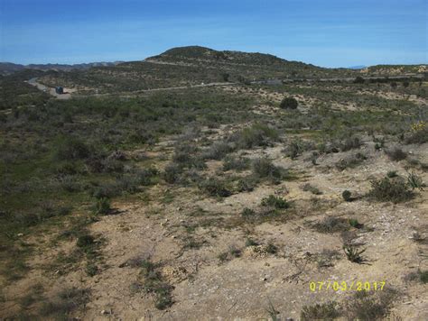 Semi Arid Grassland Dominated By Stipa Tenacissima In The Tabernas