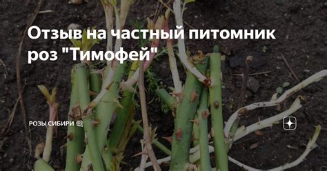 Отзыв на частный питомник роз "Тимофей" | Розы Сибири 💐 | Дзен