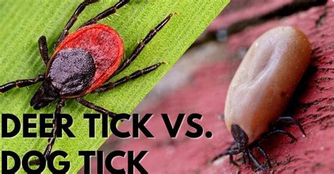 Deer Tick Vs. Dog Tick – Stop Ticks