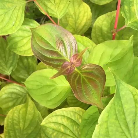 Cornus Sanguinea Anny S Winter Orange L Cowell S Garden Centre