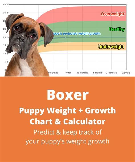 Boxer dog boxer puppy growth chart - neryks