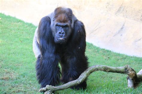 Entradas Bioparc Fuengirola Taquilla