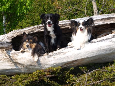 Dog Sport Obedience Training – Four Paws Ready Inn