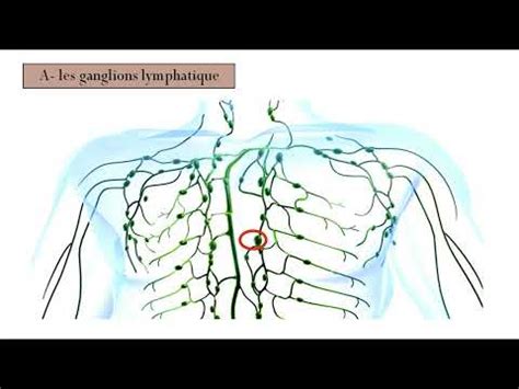 Les Organes Lymphoides Youtube