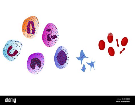 Ilustración de los glóbulos rojos leucocitos eritrocitos trombocitos