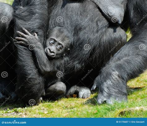 Cute Baby Gorilla Pictures