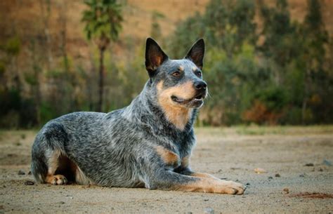 Are Blue Heeler Dogs Aggressive