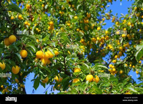 Mirabellen Am Baum Mirabelle Plums At The Tree 03 Stock Photo Alamy