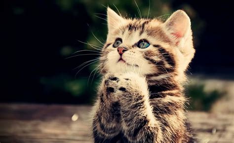 100 Cat Desktop Wallpapers