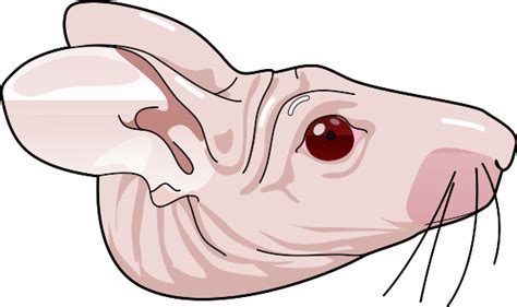 Nude Head Figure Science Figures