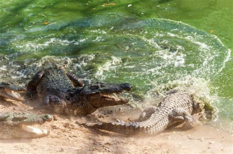 Gharial vs. Alligator vs. Crocodile (The Giant Reptiles) - All The