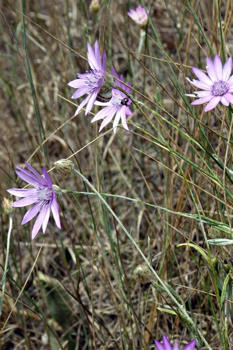 Xeranthemum annuum - Burgenland Flora