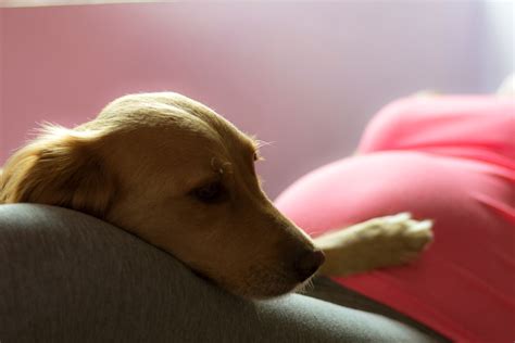 Cachorro Sente Quando A Mulher Está Grávida - Meu cachorro pode sentir que estou grávida?