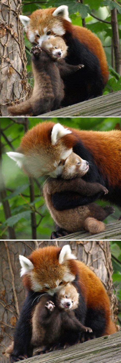 Red Panda Mom Shows Her Skills At Chester Zoo Cute Animals Cute Baby