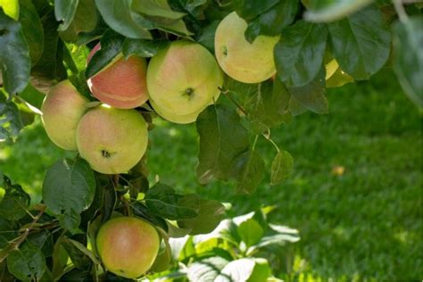 Саженец Яблони карликовой Подснежник