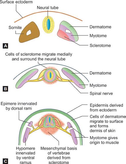 sclerotome myotome dermatome