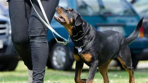 C Mo Entrenar A Tu Perro Para Que No Ladre En Exceso Hispano Datos