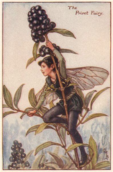 Hazel Nut Fairy By Cicely Mary Barker Autumn Flower Fairies C1935 Old