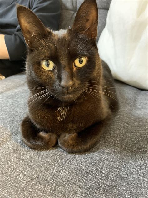 Why does my cat look like the cat form of Willem Dafoe : r/blackcats