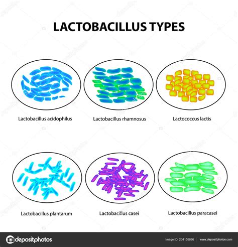 O Que Significa Lactobacillus Sp