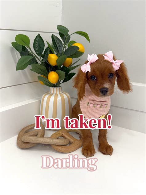 Darling - Teddy Bear Red/White Female Cavapoo Puppy | Petite Posh Puppies