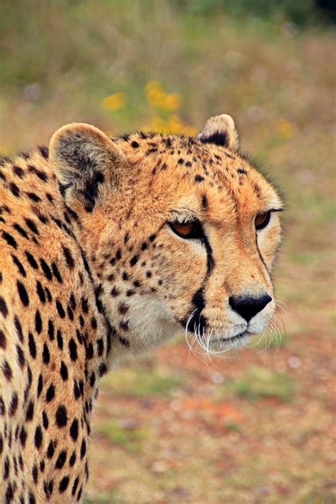 african big cats 7
