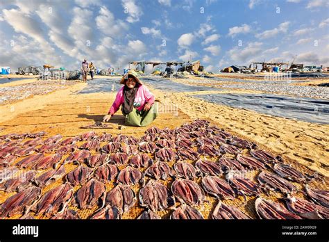 traditional fish drying  res stock photography  images alamy