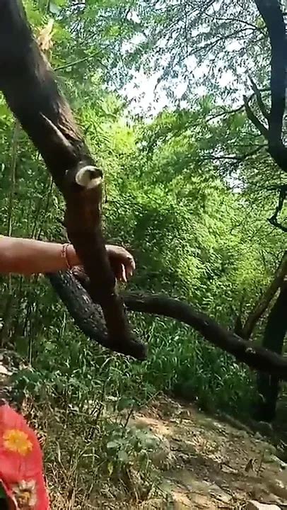 Year Older Dadi Ko Chudai Indian BBW BBW Porn XHamster