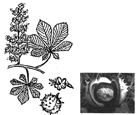 Форма Листа Фото — Картинки
