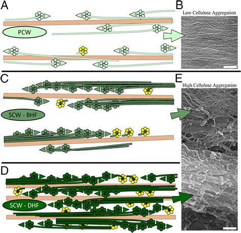 Cellulose synthase complexes act in a concerted fashion to synthesize highly aggregated ...