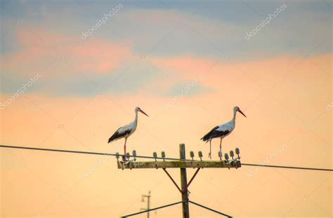 Traer Nuevos Beb S Cig E A En Poste Electrci Cig E A Blanca Y