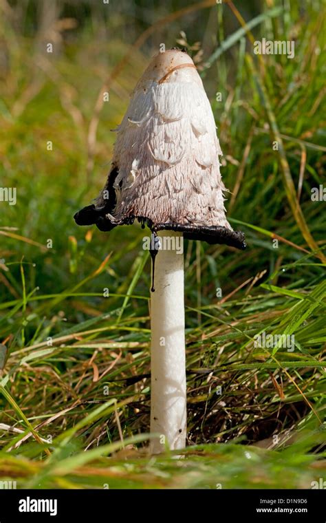 Shaggy Inkcap Coprinus Comatus A Common British Fungus Often Seen In