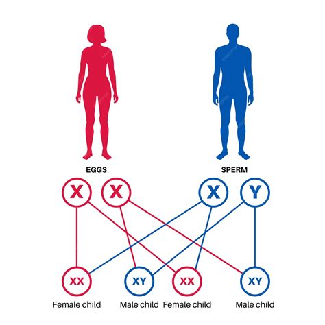 Premium Vector Sex Determination In Humans Male And Female Sperm And