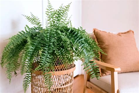 Seven Indoor Ferns to Add Plus Simple Care Tips