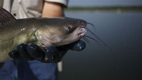 Wildlife officials seize over 600 catfish in illegal Mississippi River ...