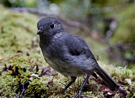 Fotos Gratis Naturaleza P Jaro Fauna Silvestre Pico Nueva Zelanda