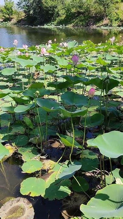 Цветущие лотосы. Лебяжья поляна. Волгоградская область.Blooming lotuses ...
