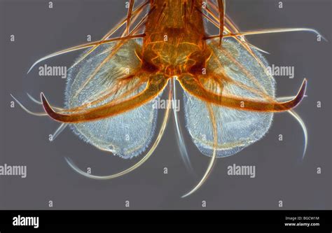 Maggots hi-res stock photography and images - Alamy