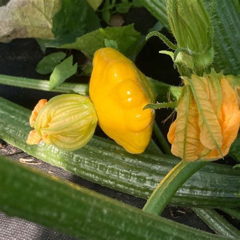 Патиссон Санни Делайт F1 (Seminis) - купить семена из Голландии оптом ...