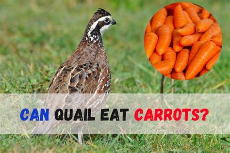 Can Quail Eat Carrots? Unveiling the Benefits and Risks