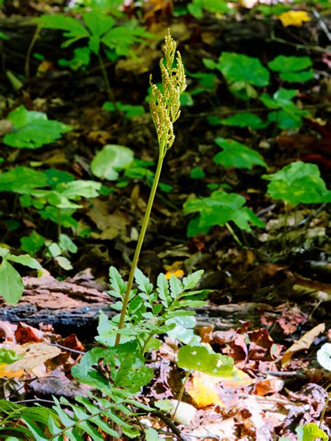 Dissected Grape Fern (Botrychium dissectum) [Ophioglossaceae] | Western ...