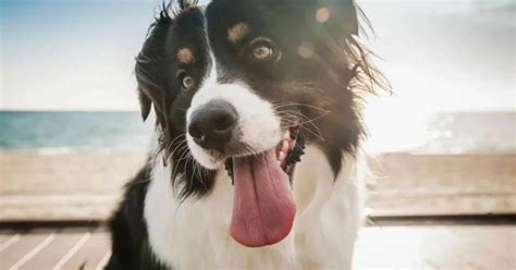 Estas Son Las Razas De Perros M S Populares En Am Rica Latina Infobae