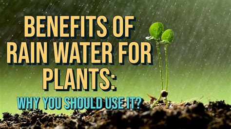 Benefits Of Rain Water For Plants Why You Should Use It Zany Plant