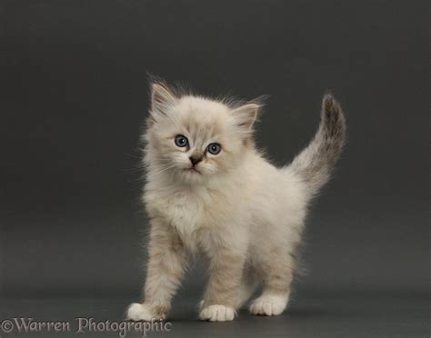 ragdoll cross kitten standing  grey background photo wp