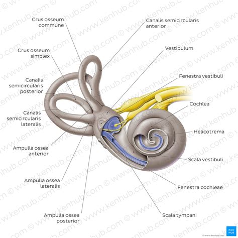 Corti Organ Organum Spirale Anatomie Aufbau Funktion Kenhub