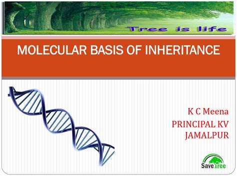 Class 12 Biology Chapter 6 Molecular Basis Of Inheritance Presentation