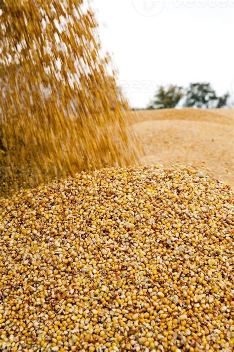 harvesting corn, harves 9707176 Stock Photo at Vecteezy