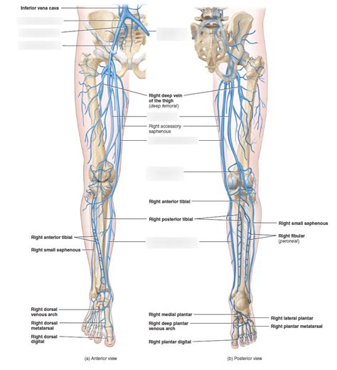 Weekly Anatomy 11 Lower Limb Veins Diagram Quizlet